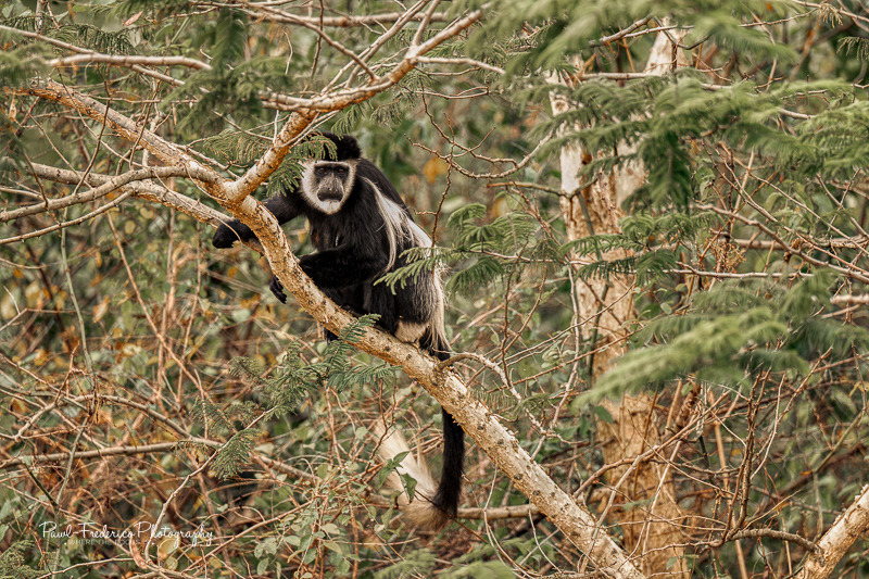 Black & White Colobus