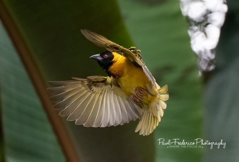 Black-headed Weaver
