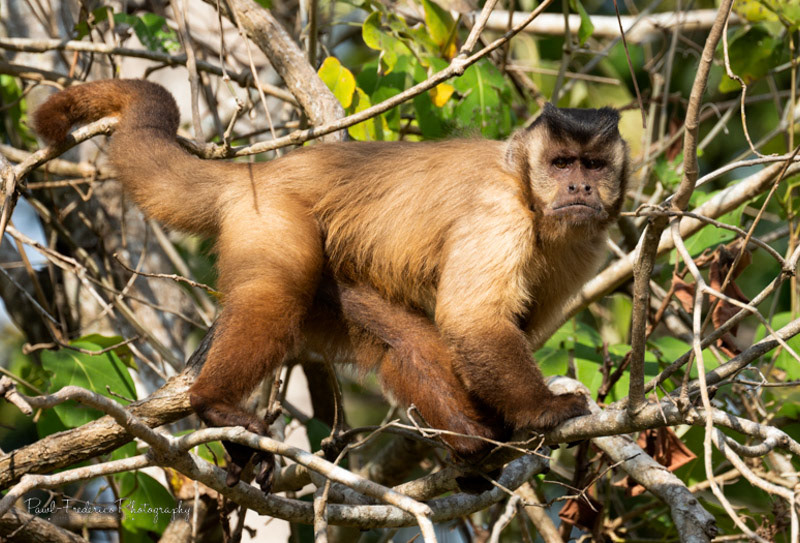 Azaris' Capuchin - Pantanal, Brazil