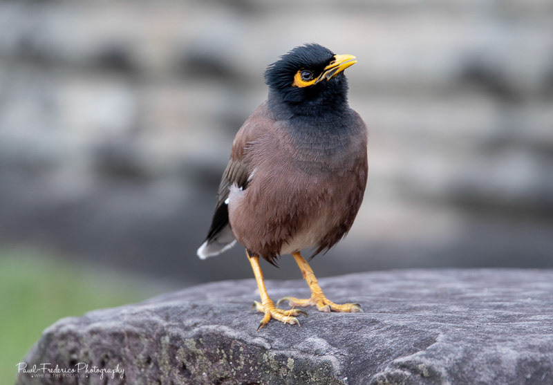 Common Myna - India