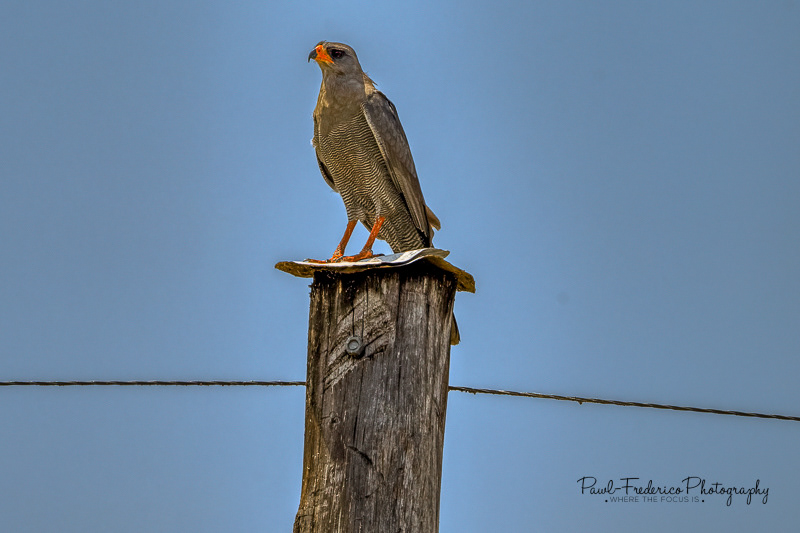 Dark Chanting Goshawk