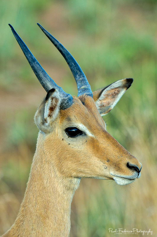 Impala - S. Africa
