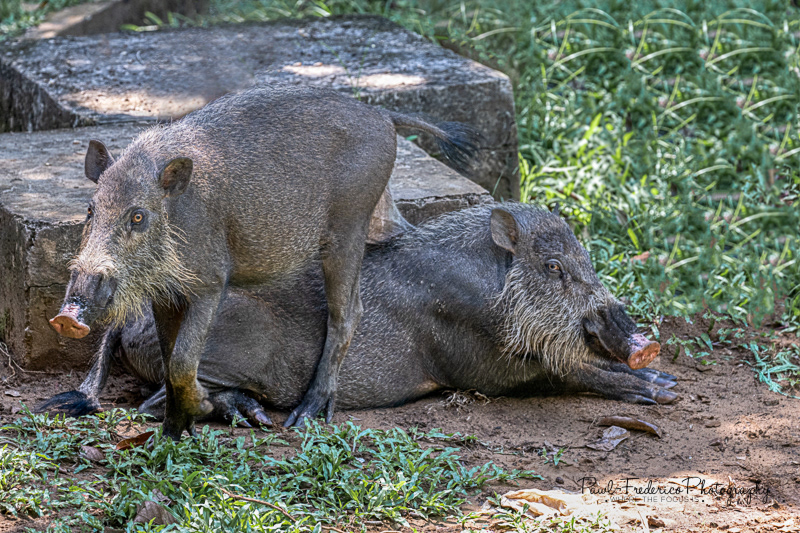 Bearded Pigs