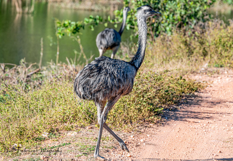 Greater Rhea - Brazil