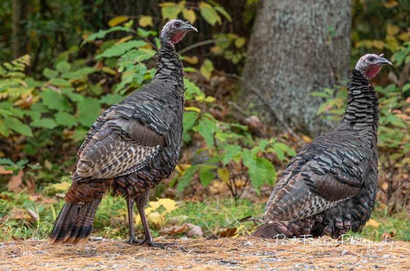 Wild Turkeys- New England