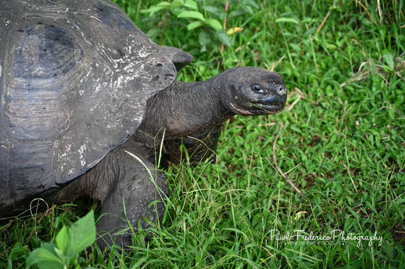 Giant Tortoise - Santa Cruz Island, Galapagos