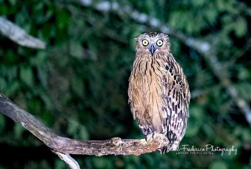 Buffy Fish Owl