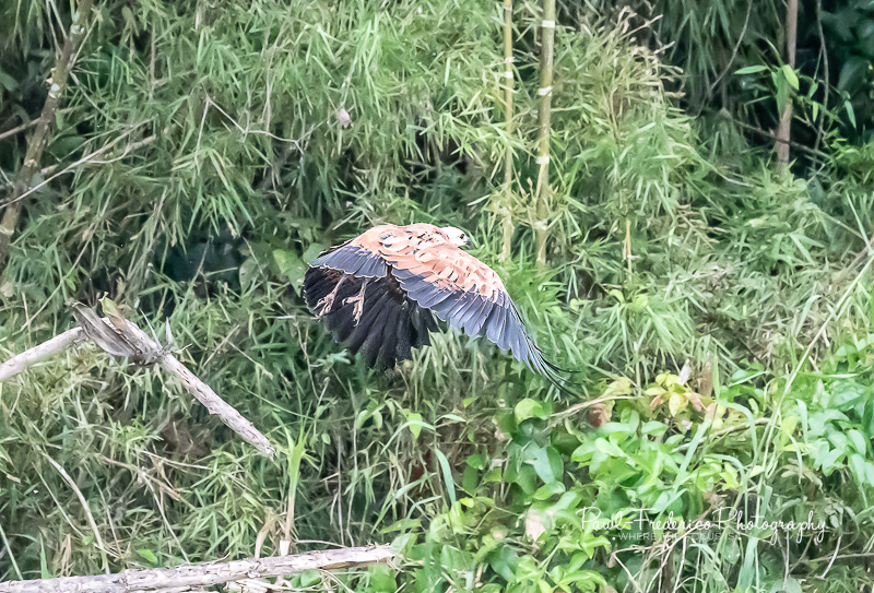 Black-collared Hawk - Peruvian Amazon