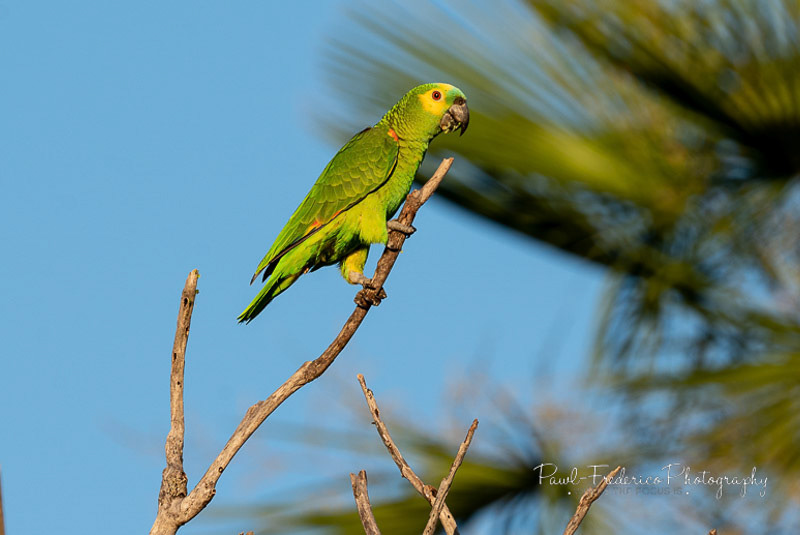 Blue-fronted Parrot - Brazil