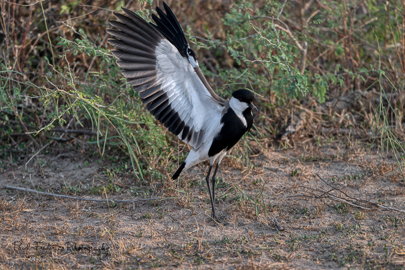 Lapwing