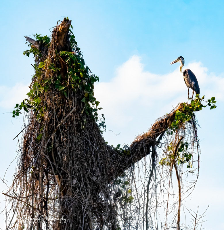 Great Blue Heron - Brazil