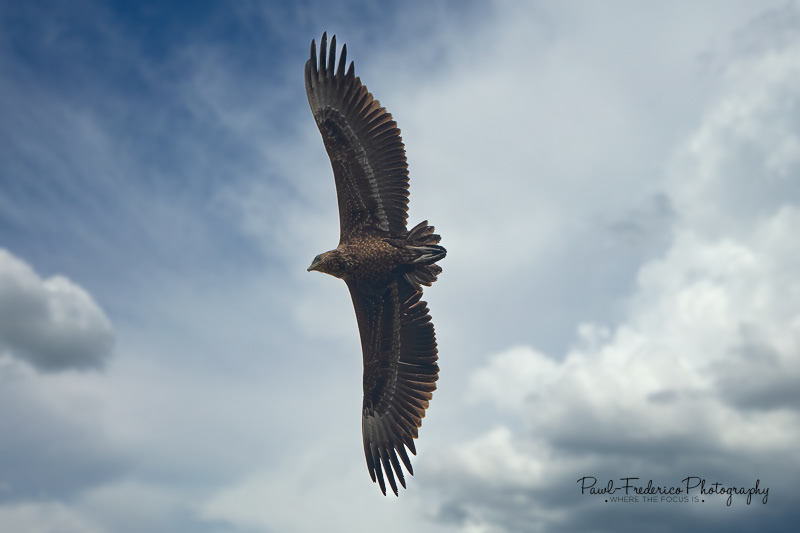 Juvenile Palm Vulture
