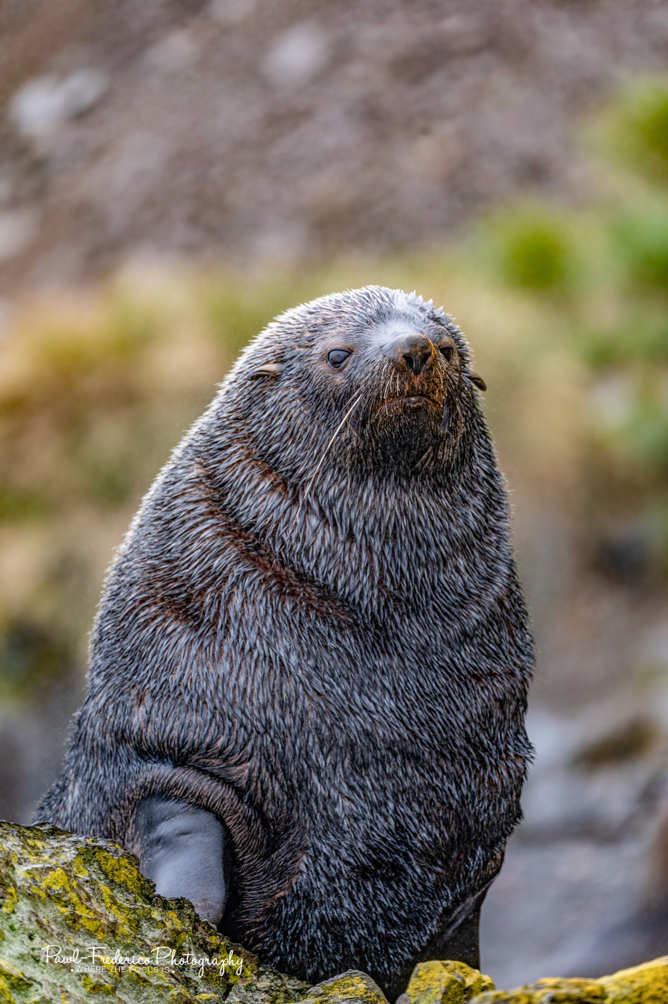Fierce Fur Seal - S. Georgia Island