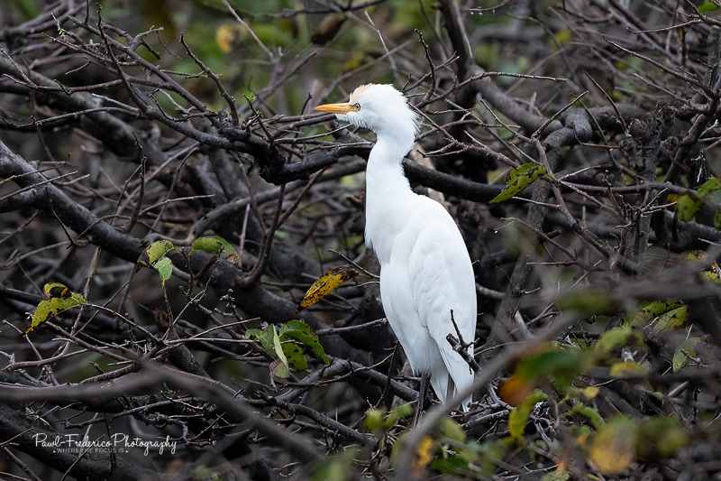 Great Egret