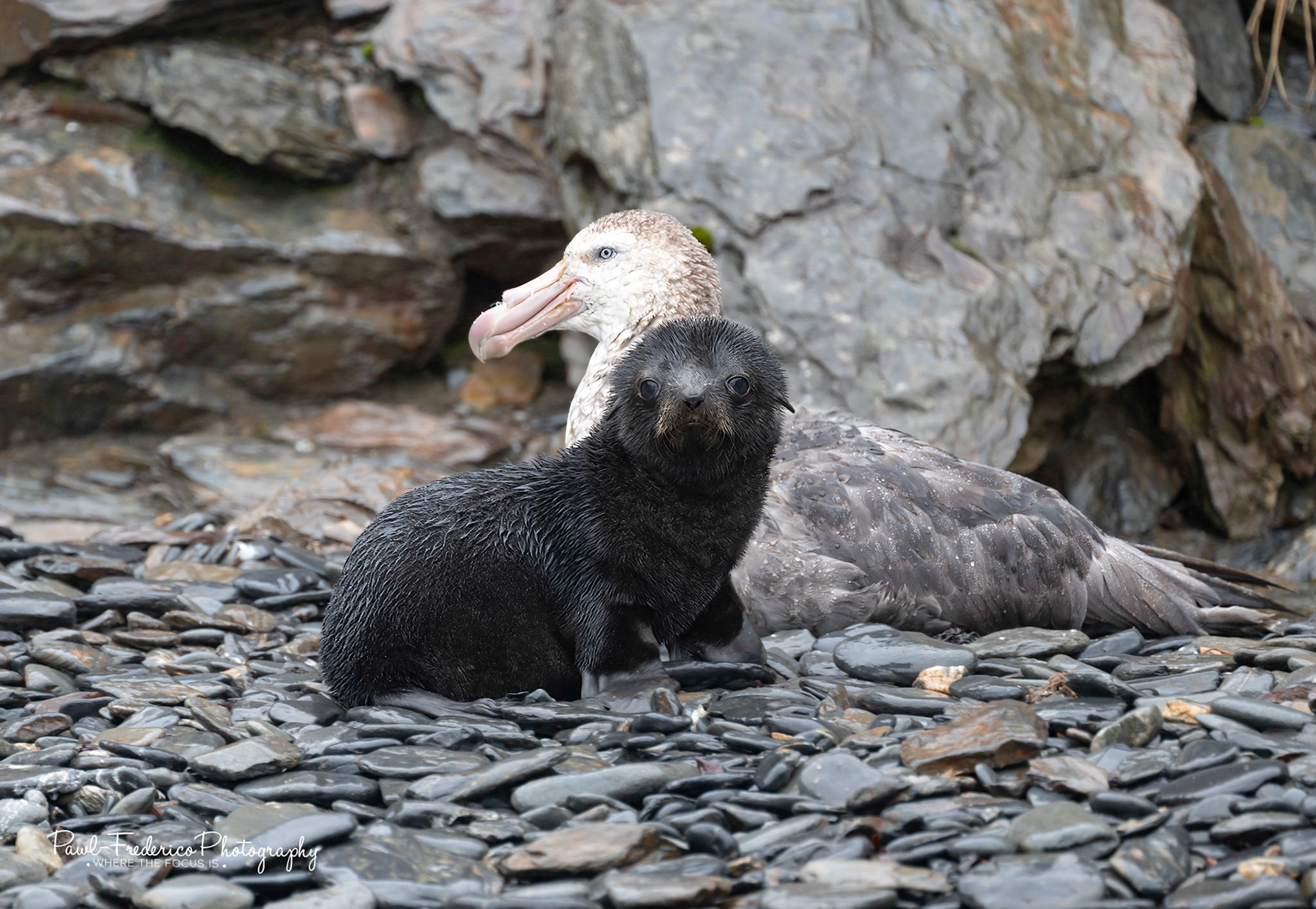 Hey Baby, THAT's a Predator Behind You!