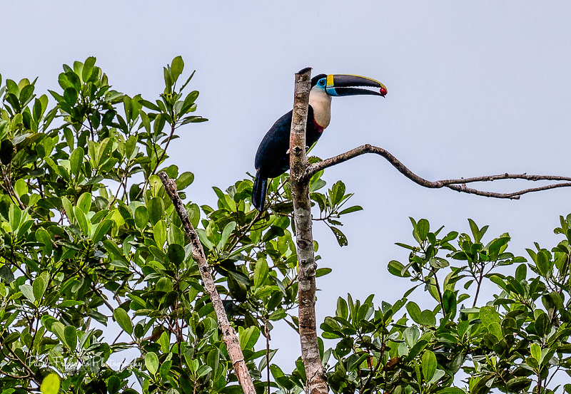 White-throated Toucan - Peruvian Amazon