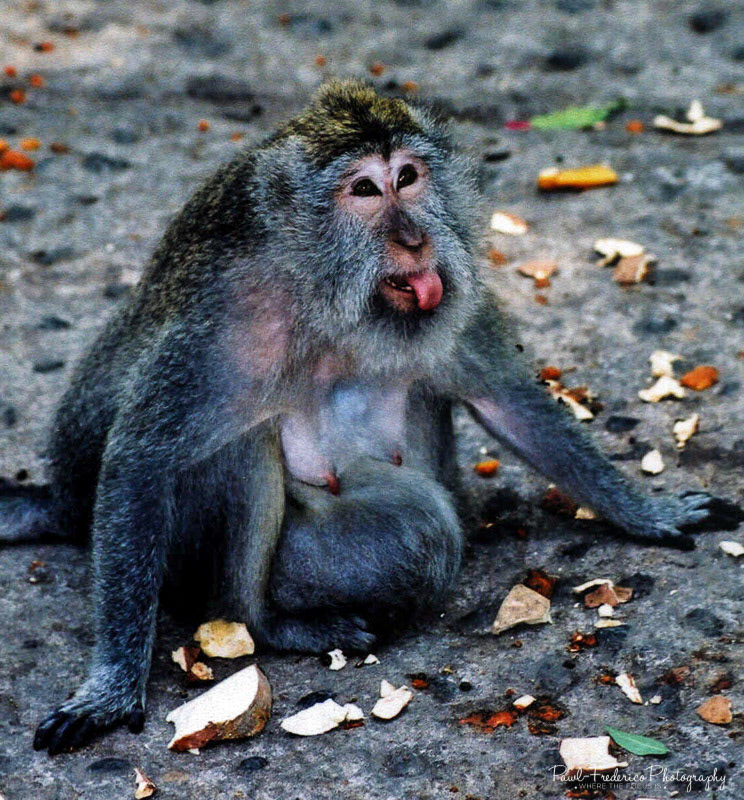 Pregnant and Pissed - Bali