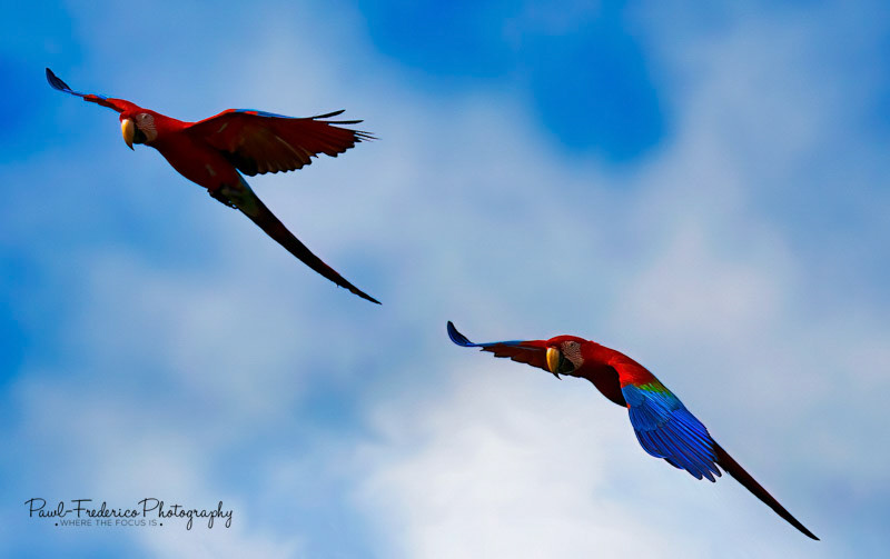 Red & Green Macaws - Brazil