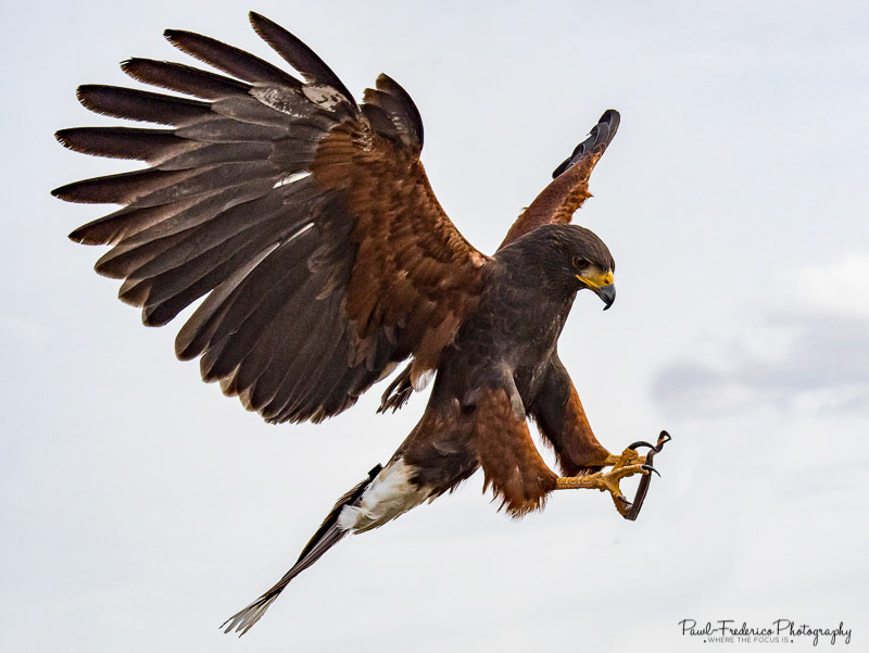 Harris Hawk