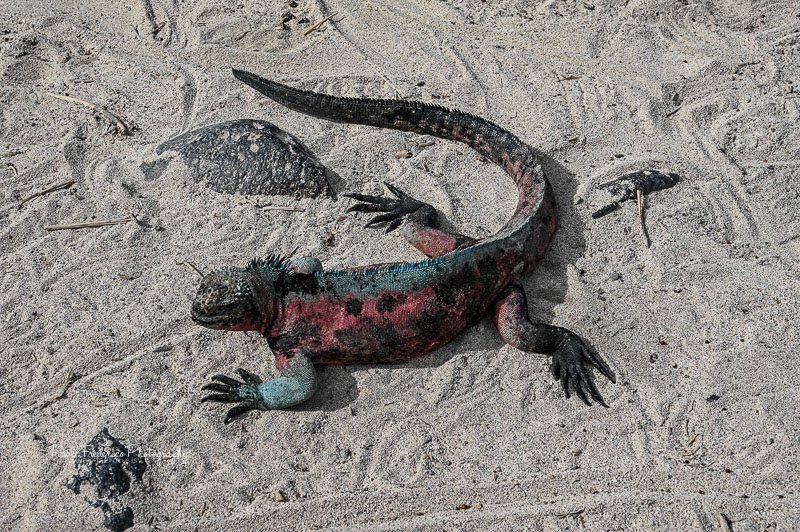 Marine Iguana - Galapagos