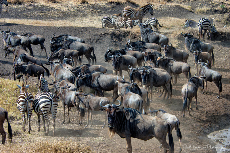 The Great Migration - Serengeti, Tanzania