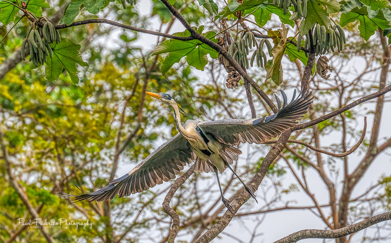 Cocoi Heron - Peruvian Amazon