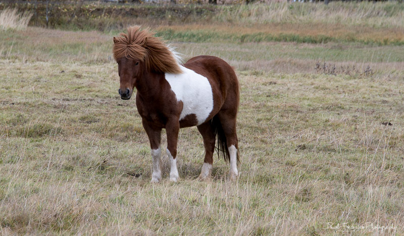 Jon Bon Horsey - Iceland