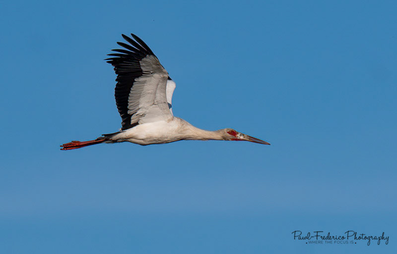 Flying Jabiru - Brazil