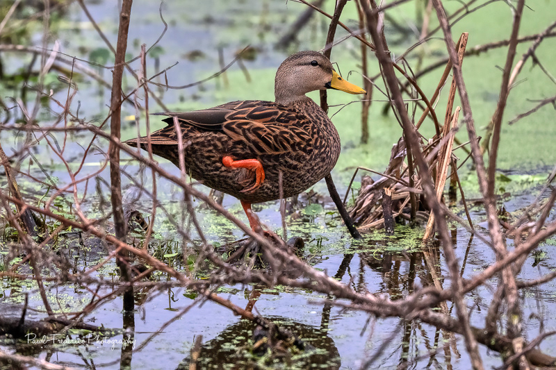 Mottled Duck
