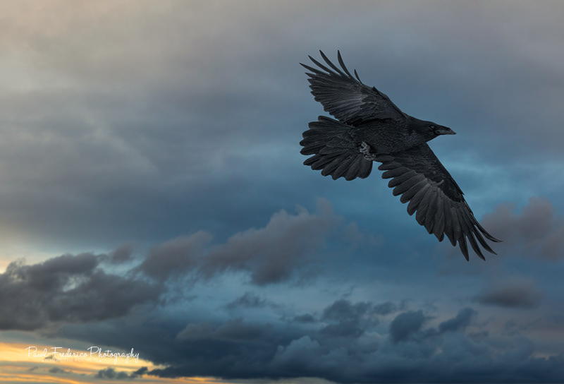 Raven - Arctic Circle, Alaska