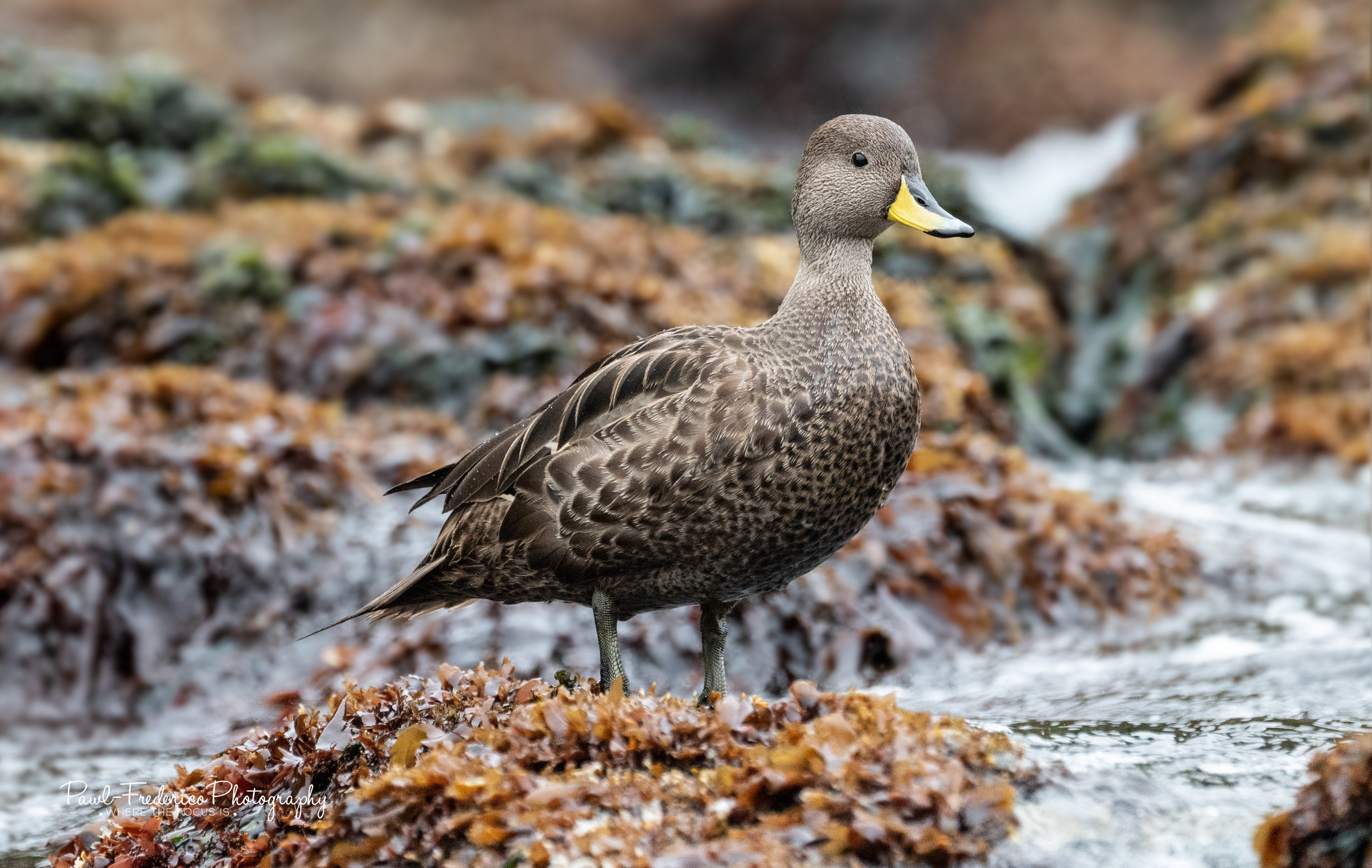 Yellow-billed Pintail - Only on S. Georgia Island