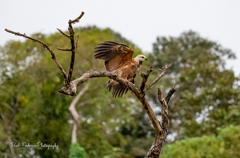 Black-collared Hawk - Peruvian Amazon