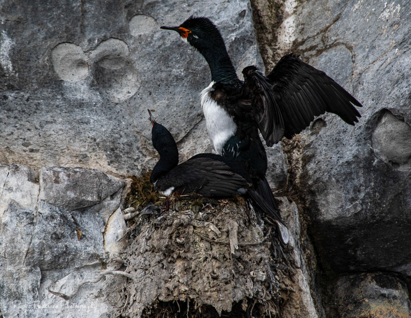 Rock Cormorant