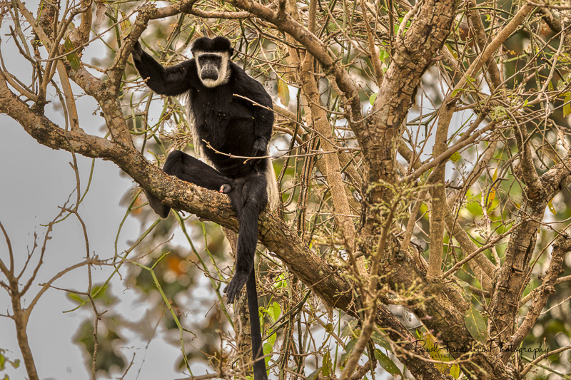 Black & White Colobus