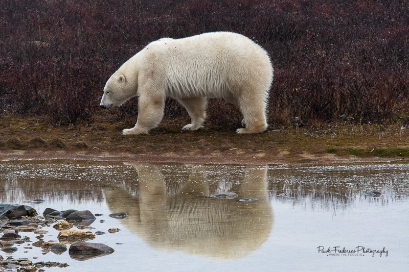 Reflections - Canadian Arctic