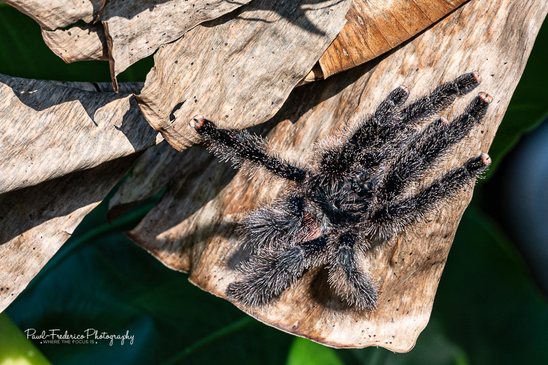 Pink Toed Tarantula