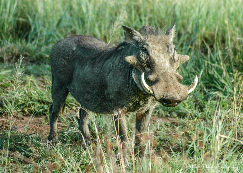 Pumba
