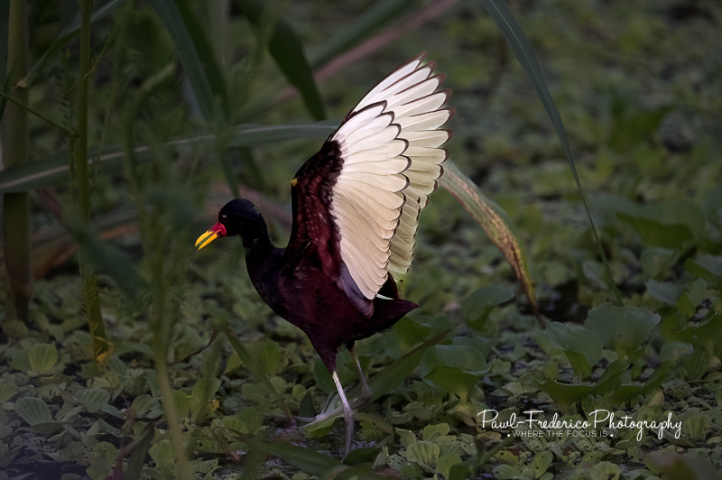 Wattled Jacana...Takeoff