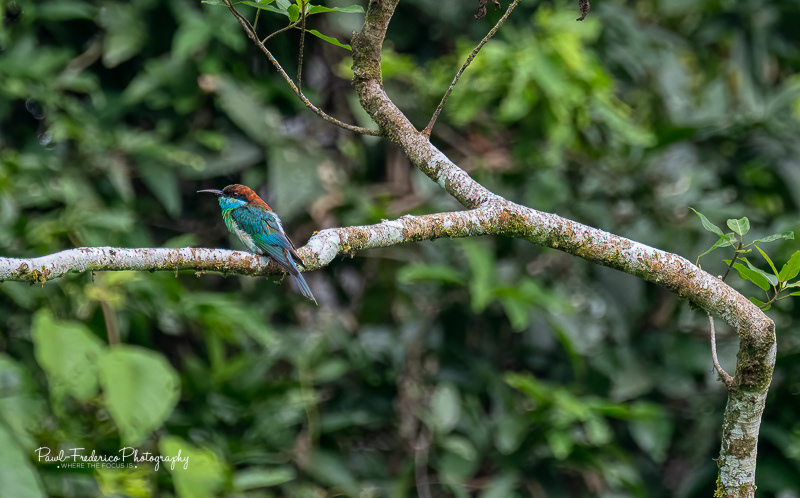 Blue-throated Bee Eater - Borneo