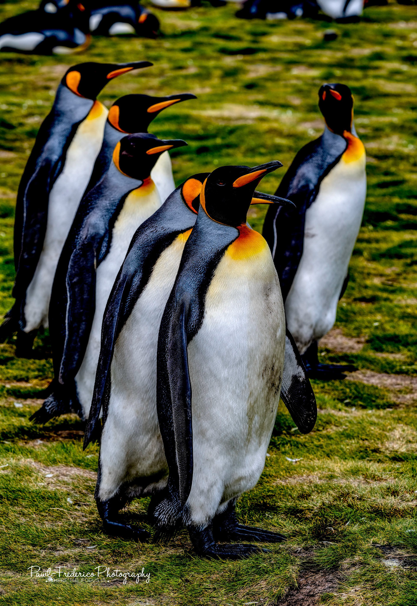 Penguin March