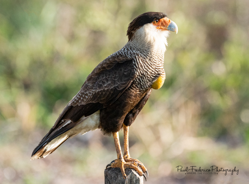 Crested Caracara - Brazil