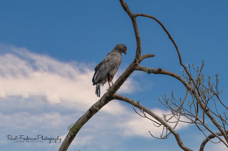 Slate-colored Hawk