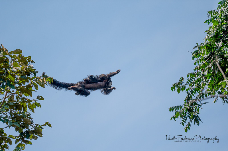 Jumpin' Woolly Monkey - Peruvian Amazon