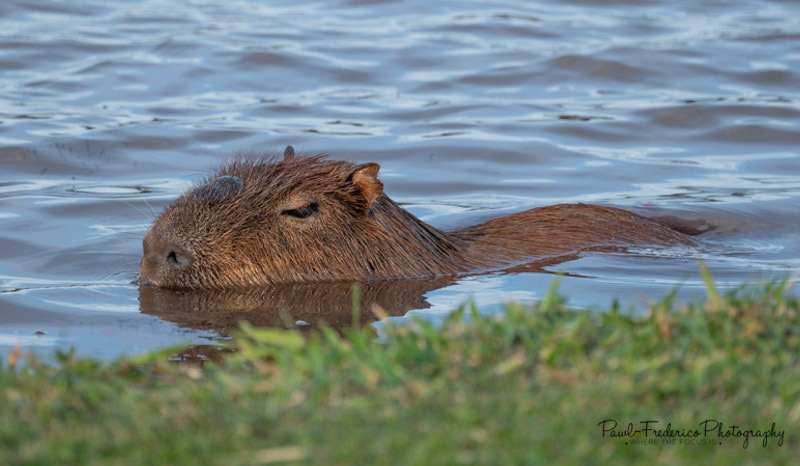 Swimming Capybara - Campo Grande, Brazil