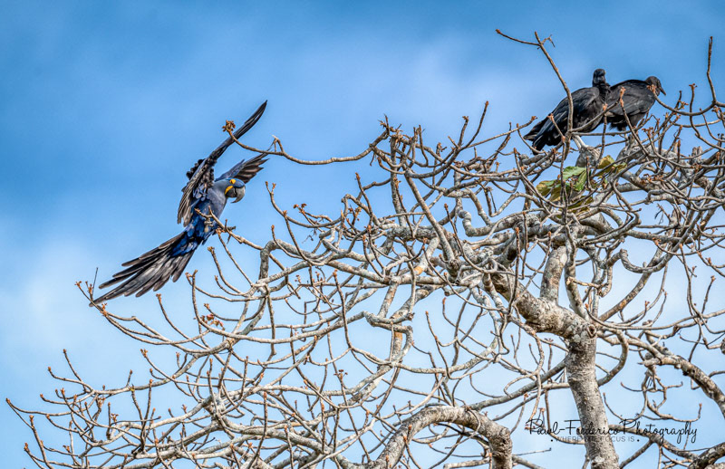 Scaring Away Vultures - Brazil