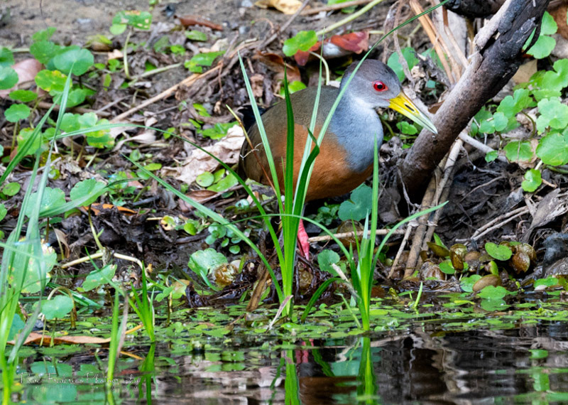 Grey-necked Wood-Rail - Brazil