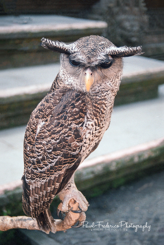 Barred Eagle Owl - Bali