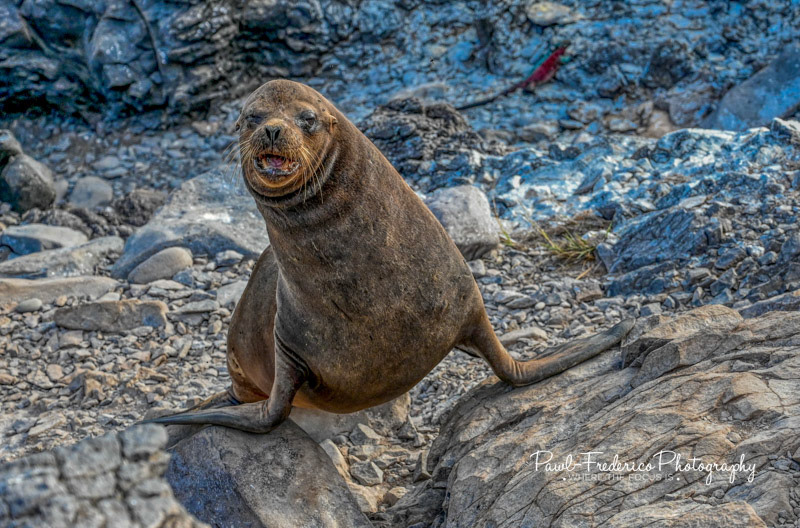 Comin' Atcha - Sea lion, Galapagos Island