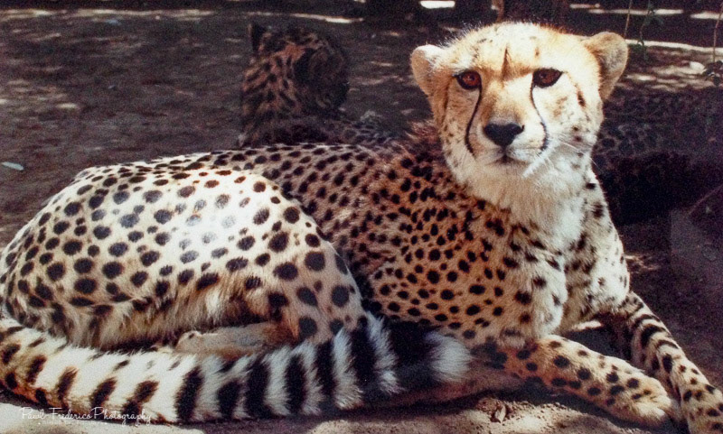 Docile Cheetah