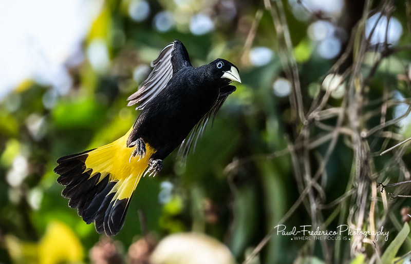 Yellow-rumped Cacique - Peruvian Amazon